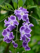 Sweet Memories Purple Sky Flower, Duranta, Golden Dew Drops, Duranta erecta 'Sweet Memories'